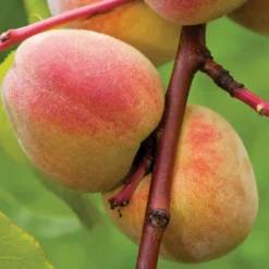Pêcher Pêche De Vigne Bio. Le pot de 12 litres