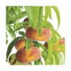 Pecher Saturne ® Bailou. Le pot de 15 litres, forme 1/2 tige