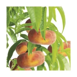 Pecher Saturne ® Bailou. Le pot de 15 litres, forme 1/2 tige