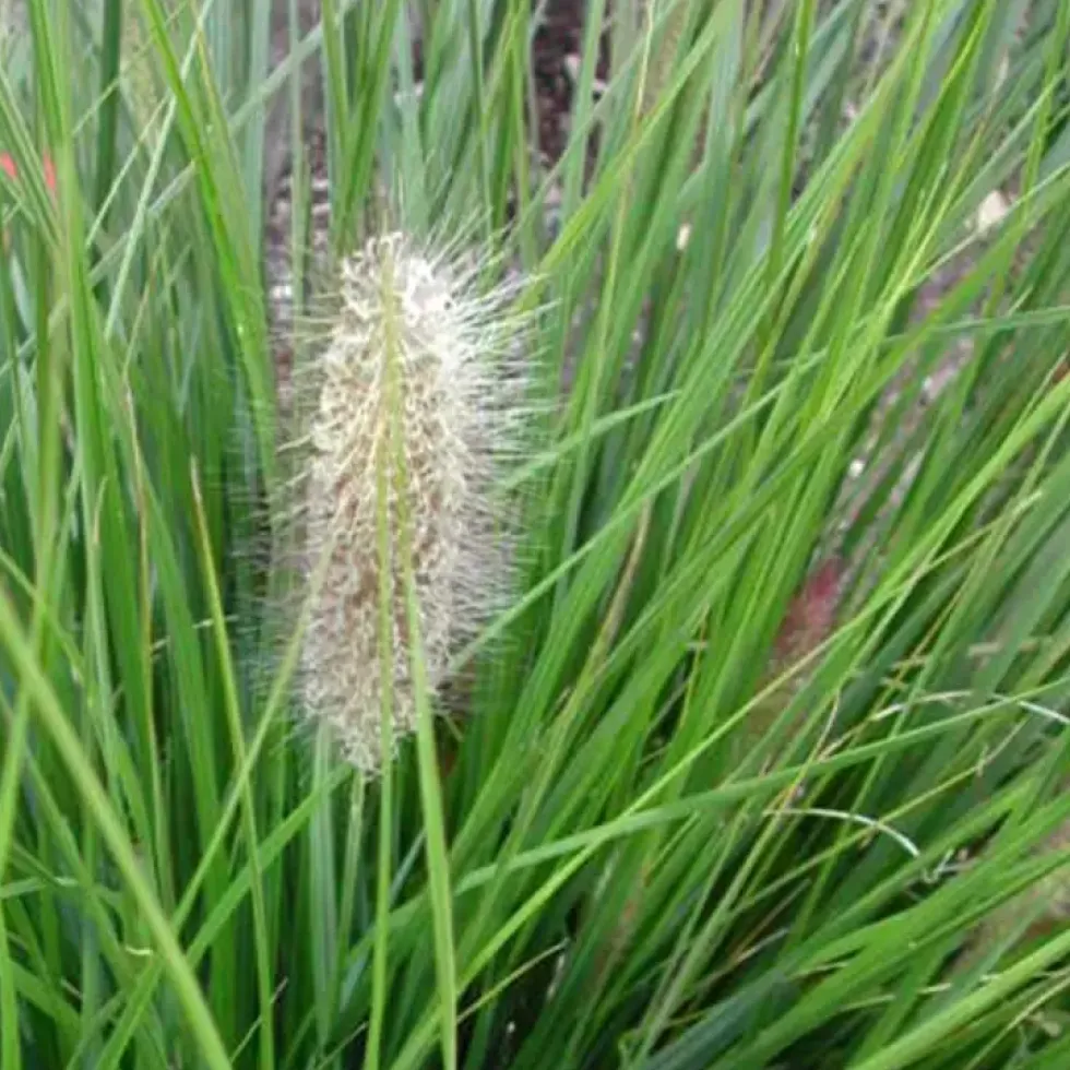 Pennisetum Alopecuroides Hameln - Le bac carré