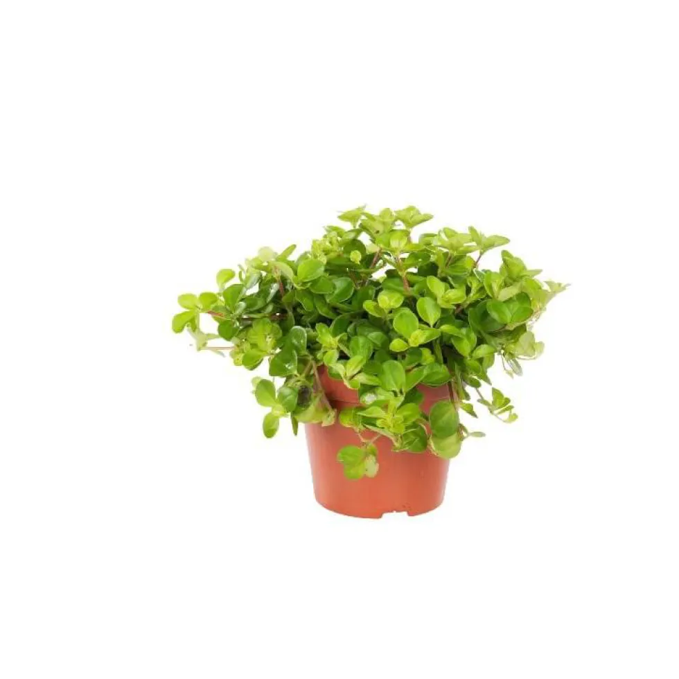 Peperomia rotundifolia. Le pot Ø 12 cm