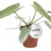 Philodendron Atabapoense. Le pot de Ø 12 x H 25 cm