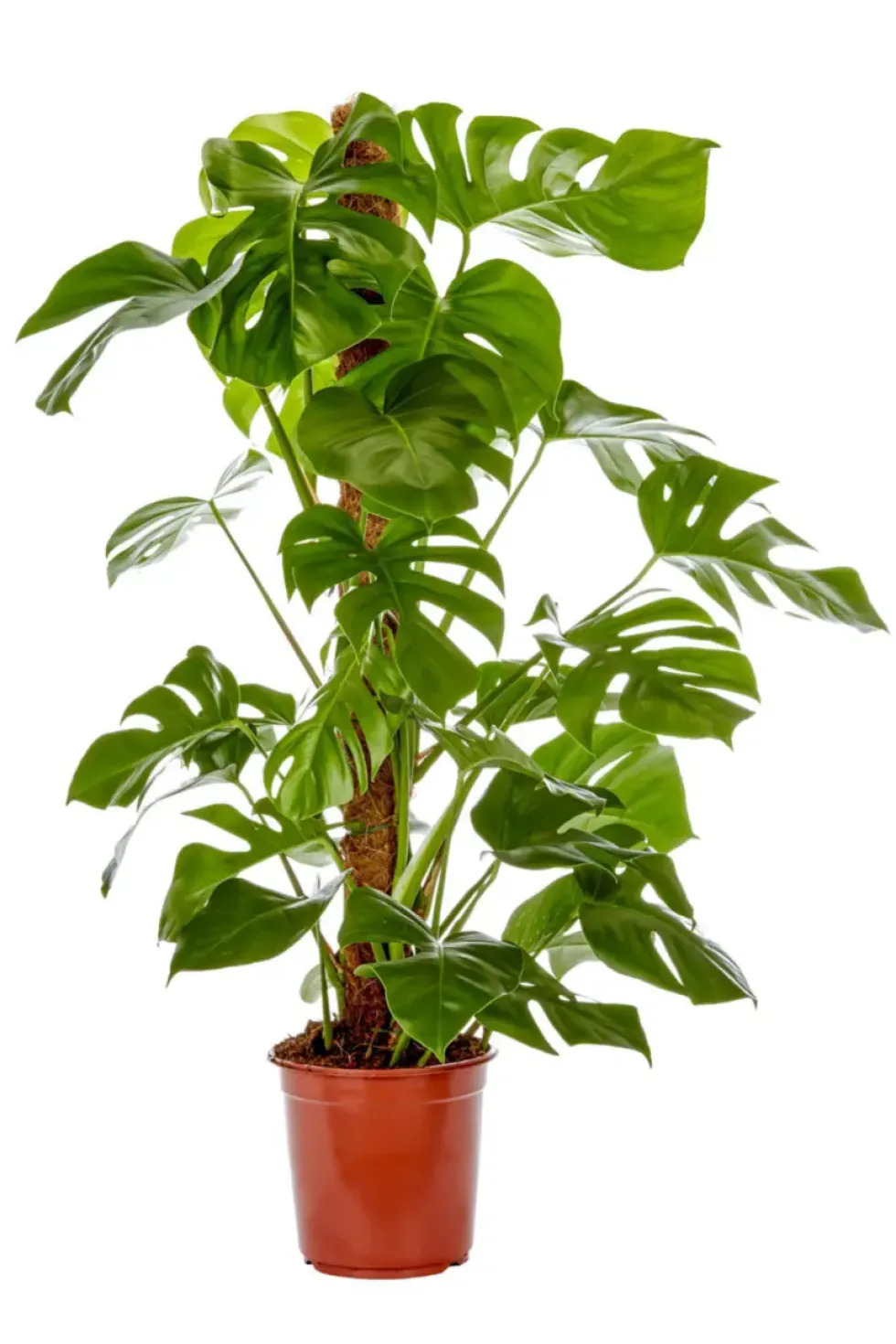 Philodendron Monstera vert. Le pot Ø 19 cm
