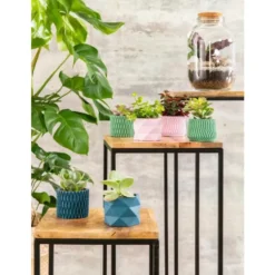 Philodendron pertusum en pot Ø 24 cm