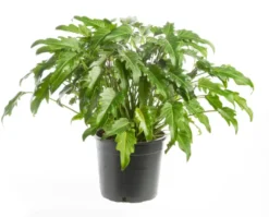 Philodendron Xanadu vert. Le pot Ø 21 cm