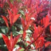 Photinia Fraseri Carré rouge en jardinière de 60 cm