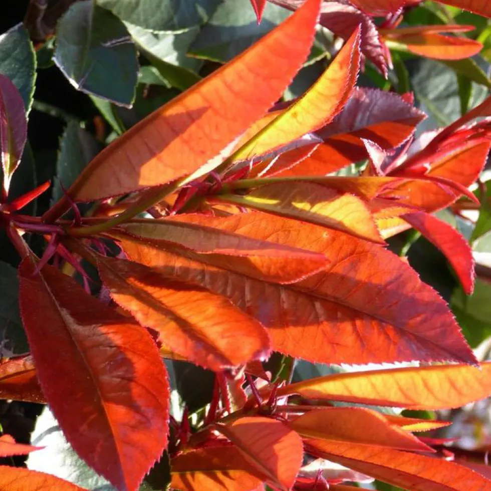 Photinia Fraseri Red Robin 60/80 en pot de 8 L rouge