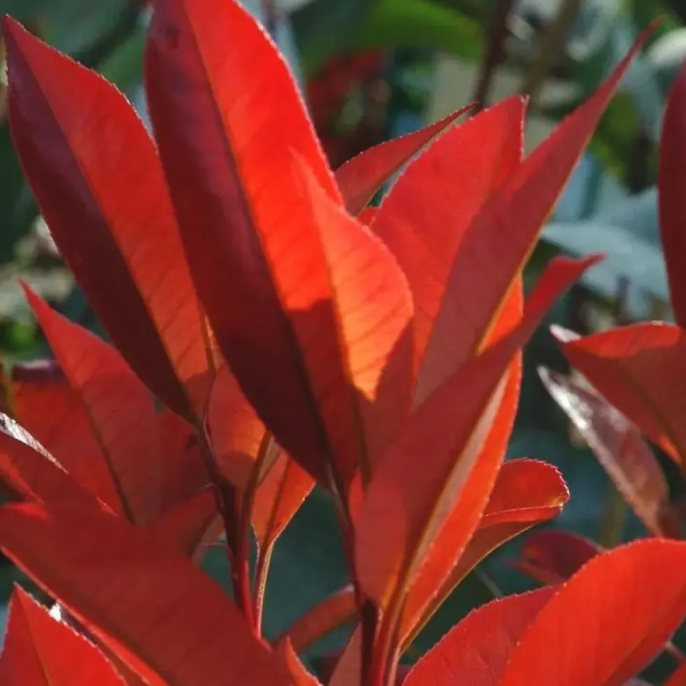 Photinia - Le pot de 1 litre