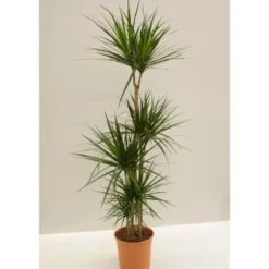 4 pieds de dracaena marginata en pot Ø 27 cm