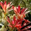 Pieris Japonica – Pot de 2L