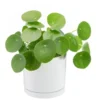 Pilea peperomioides vert en pot blanc émaillé botanic®. Le pot Ø 15 cm