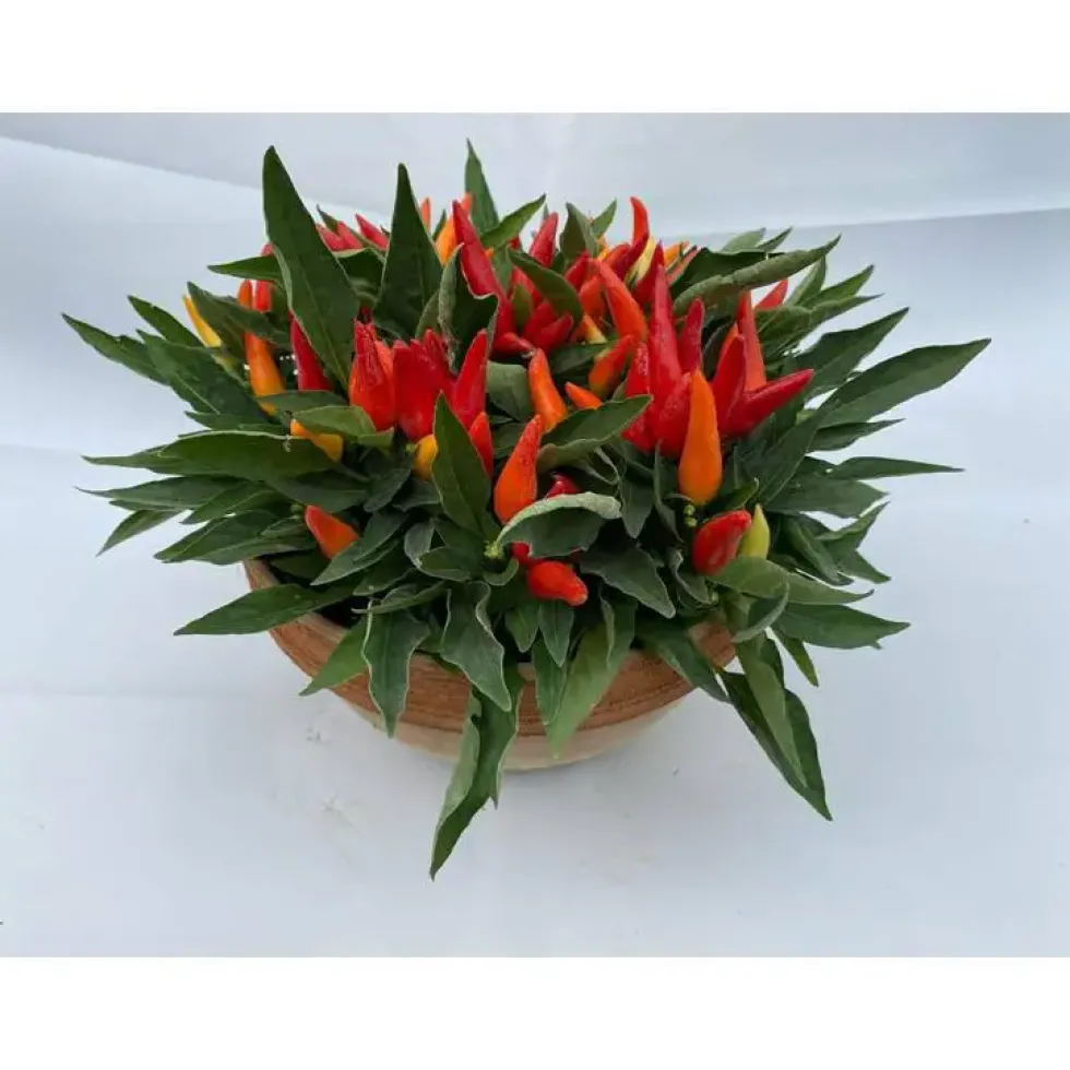 Piment décoratif - La coupe terre cuite