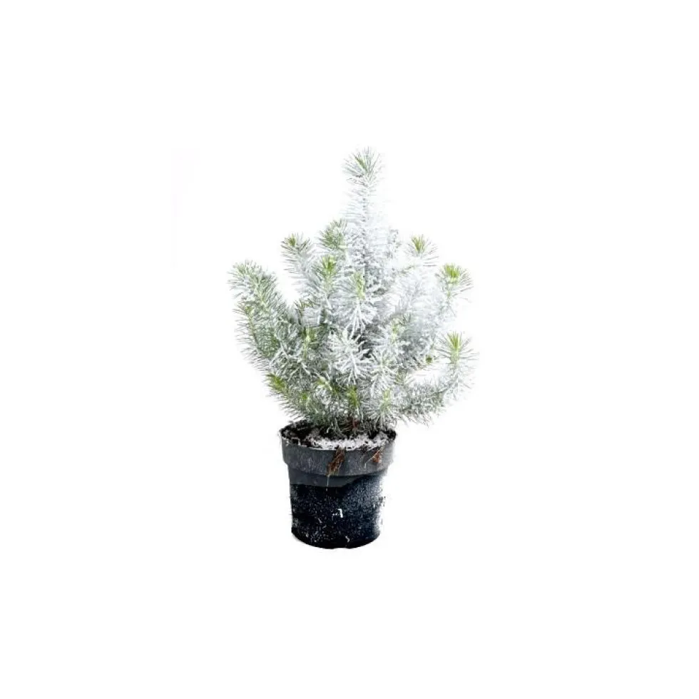 Pin floqué décoré - Le pot de 10,5 cm