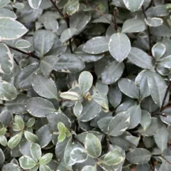 Pittosporum Tenuifolium Midget. Le pot de 3 litres