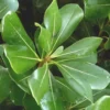 Pittosporum Tobira. Le pot de 9 litres