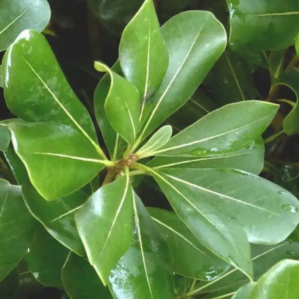Pittosporum Tobira. Le pot de 9 litres