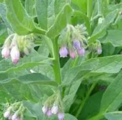 Plante Amie Du Jardinier Consoude Bio. Le pot de 10,5 cm