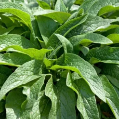 Plante Amie Du Jardinier Consoude Bio. Le pot de 10,5 cm