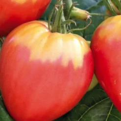 Plant Greffe Tomate Coeur Cuor Die Bue Bio. Le pot de 1 litre