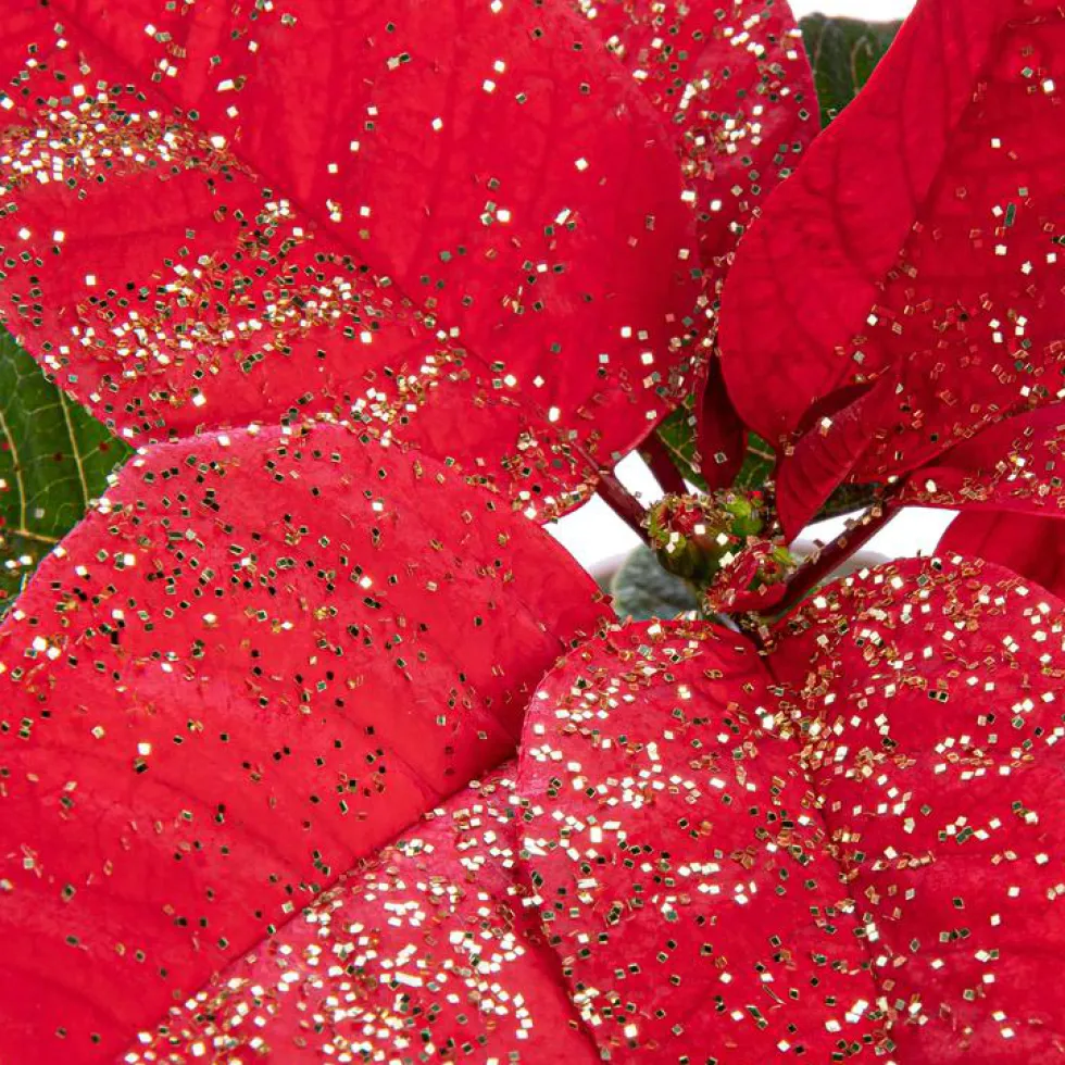 Poinsettia pailleté rouge en pot Ø 9 à 10,5 cm