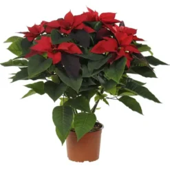 Poinsettia pailleté rouge en pot Ø 21 cm