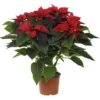 Poinsettia rouge en pot Ø 16 cm