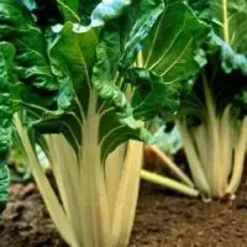 Poiree Verte A Cardes Blanches Bio. La barquette de 6 plants