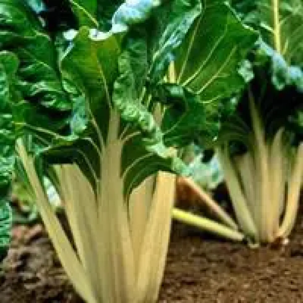 Poiree Verte A Cardes Blanches Bio. La barquette de 6 plants