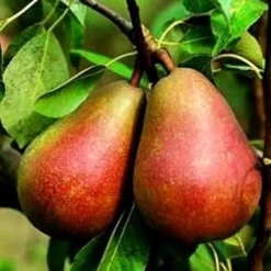 Poirier Beurre Clairgeau. Le pot de 10 litres forme gobelet