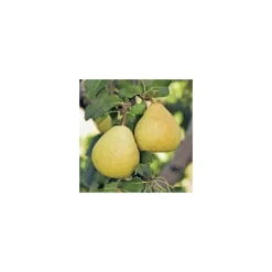 Poirier Delbardelice ® Delété. Le pot de 12 litres, forme gobelet