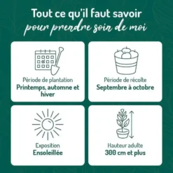 Poirier Doyenne Du Comice. Le pot de 12 litres, forme gobelet