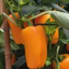 Poivron Jaune Valdor Bio. Le pot de 10,5 cm