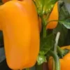 Poivron Jaune Valdor Bio. Le pot de 10,5 cm