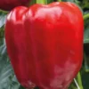 Poivron Rouge Predi Bio. La barquette de 3 plants