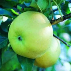 Pommier Belchard ®. Le pot de 10 litres forme gobelet