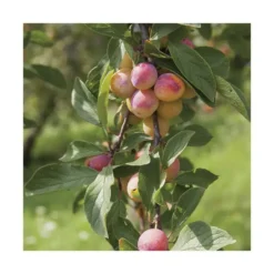 Pommier Belle De Boskoop. Le pot de 20 litres, forme palmette U double