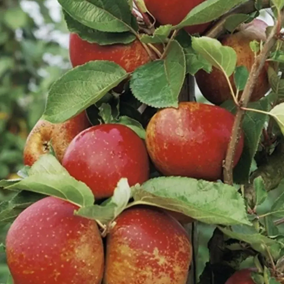 Pommier Belle De Boskoop. Le pot de 12 litres, forme gobelet