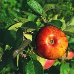 Pommier Cox'S Orange Pippin. Le pot de 10 litres forme gobelet