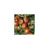 Pommier Delbard Jubile® Delgollune Lr. Le pot de 12 litres forme gobelet