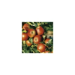 Pommier Delbard Jubile® Delgollune Lr. Le pot de 12 litres forme gobelet