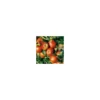 Pommier Delbard Jubile® Delgollune. Le pot de 10 litres forme palmette U simple