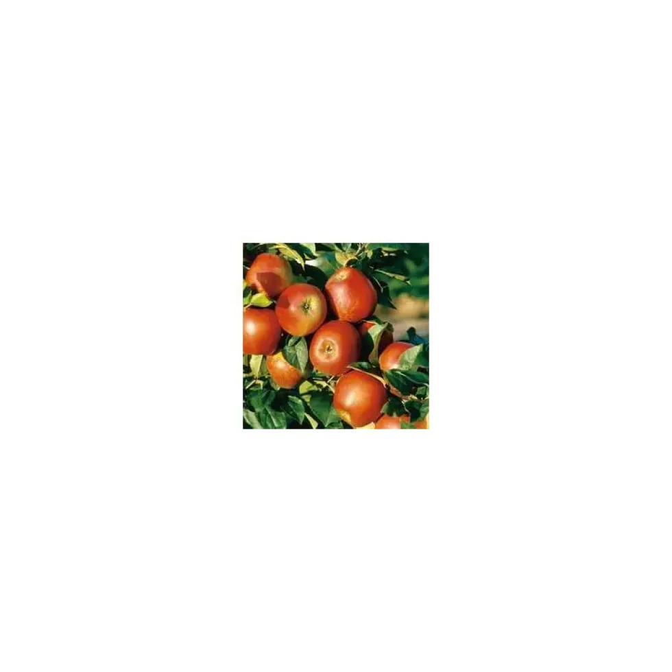 Pommier Delbard Jubile® Delgollune. Le pot de 10 litres forme palmette U simple