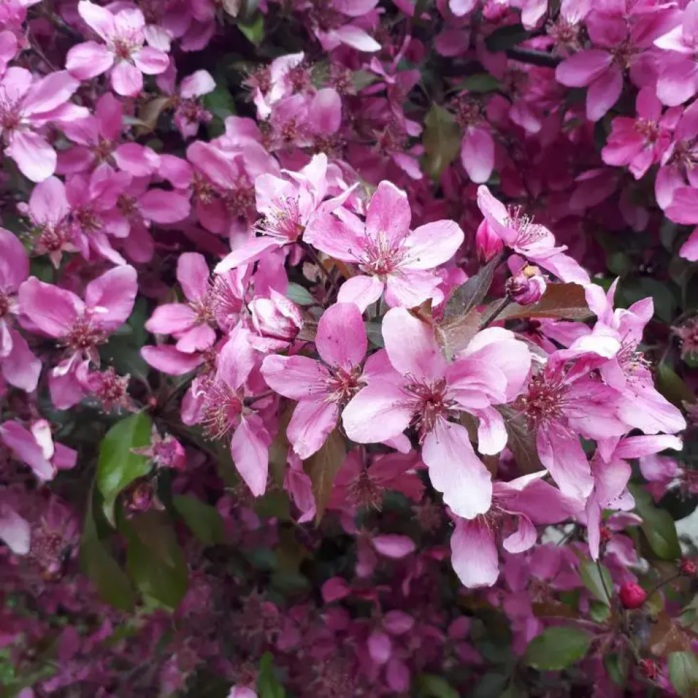 Pommier à fleurs Coccinella Courtarou rouge. Le pot de 15 litres, forme baliveau