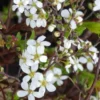 Pommier à fleurs Everest® blanc. Le pot de 25 litres, 150/175 cm