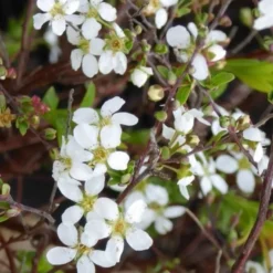 Pommier à fleurs Everest® blanc. Le pot de 25 litres, 150/175 cm