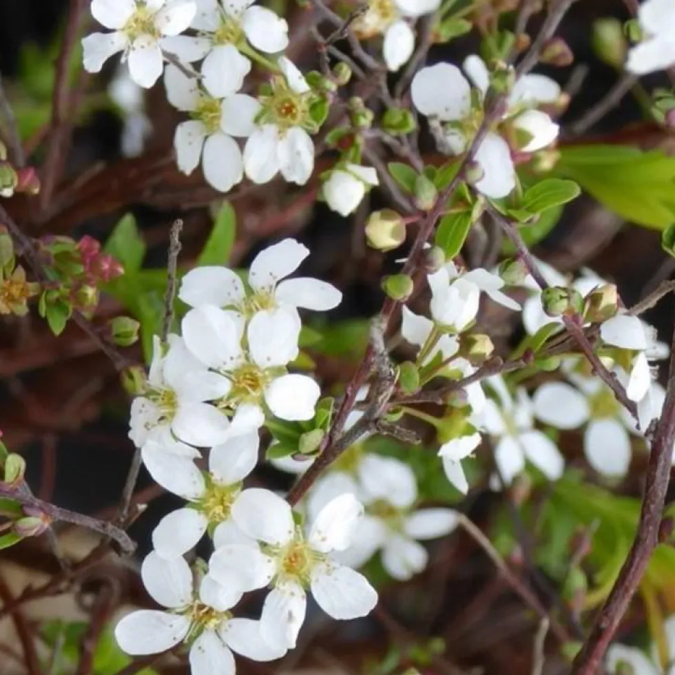 Pommier à fleurs Everest® blanc. Le pot de 25 litres, 150/175 cm