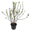 Pommier à fleurs (Malus Everest). Le pot de 5 litres