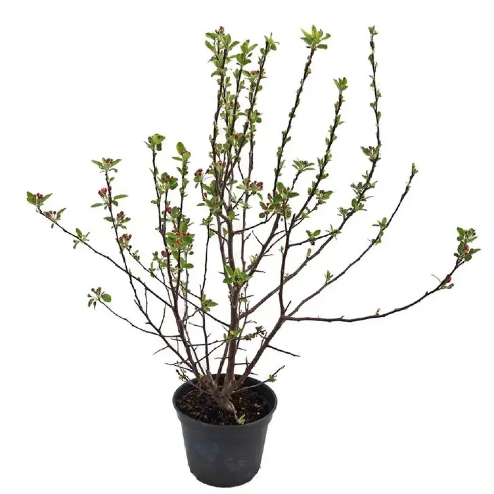 Pommier à fleurs (Malus Everest). Le pot de 5 litres