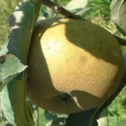 Pommier Grise Du Canada. Le pot de 10 litres forme gobelet