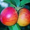 Pommier. Le pot de 70 litres forme 1/2 tige calibre 14/16